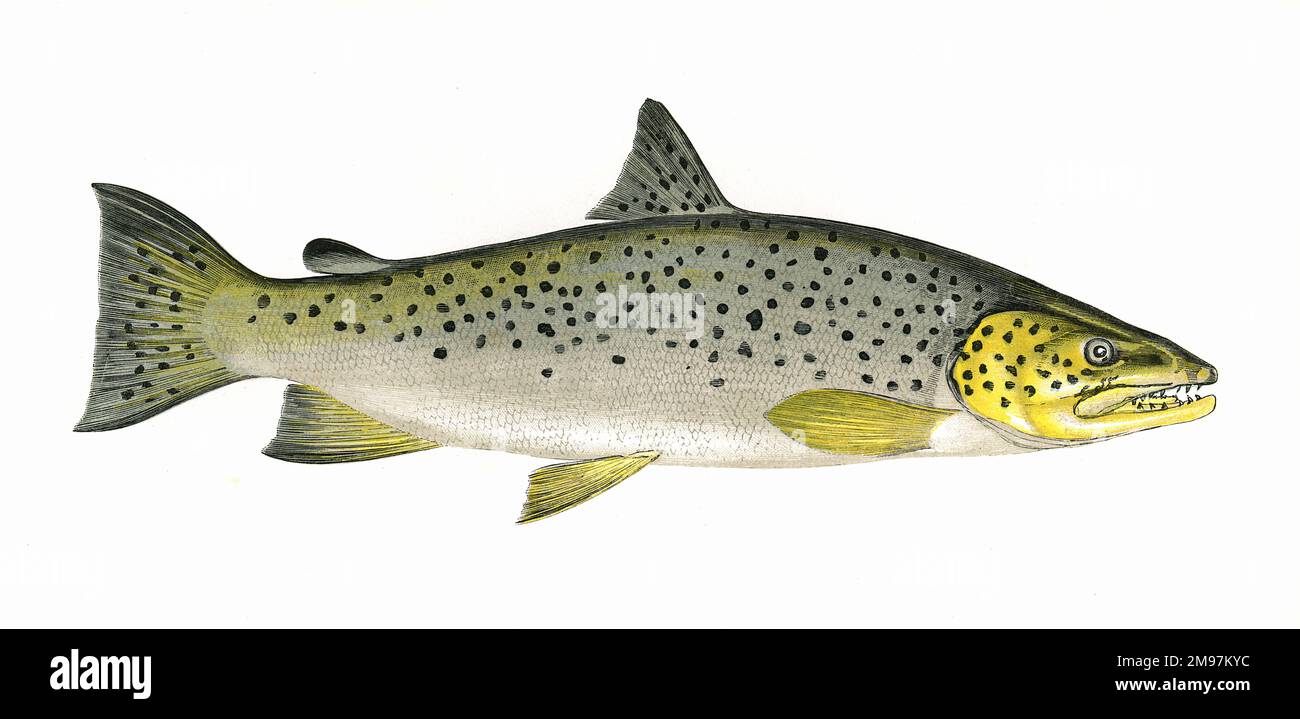 Salmo ferox, or Ferox Trout, also known as Lake Trout Stock Photo Alamy