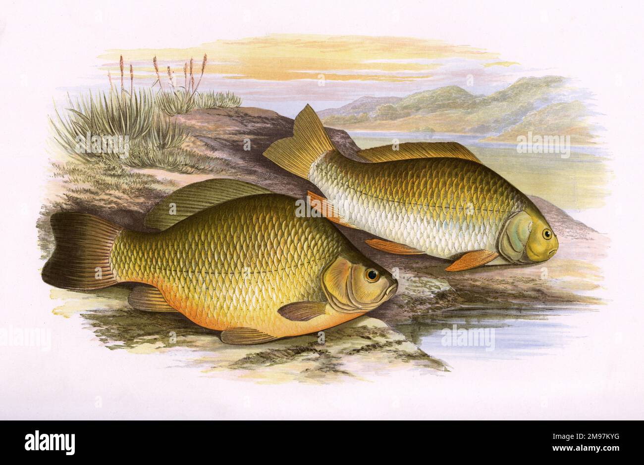 Crucian Carp (Carassius carassius) and Prussian Carp (Carassius gibelio