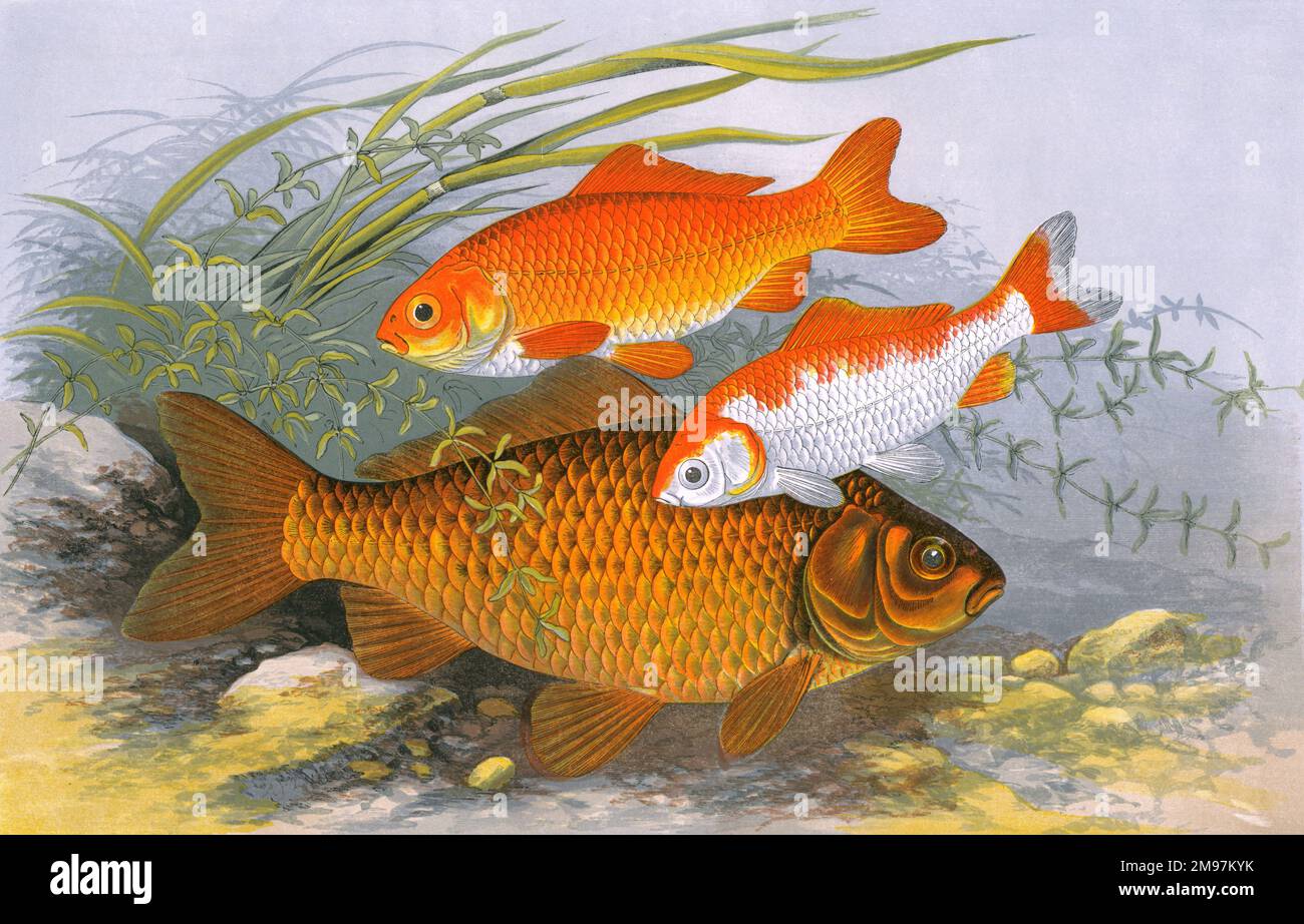 Golden Carp (Carassius auratus auratus, Goldfish) and Bronze Carp (similar to Crucian and Prussian varieties). Stock Photo