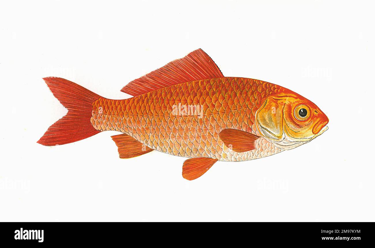 Carassius auratus auratus, or Goldfish, a freshwater fish of the Cyprinidae family. Stock Photo