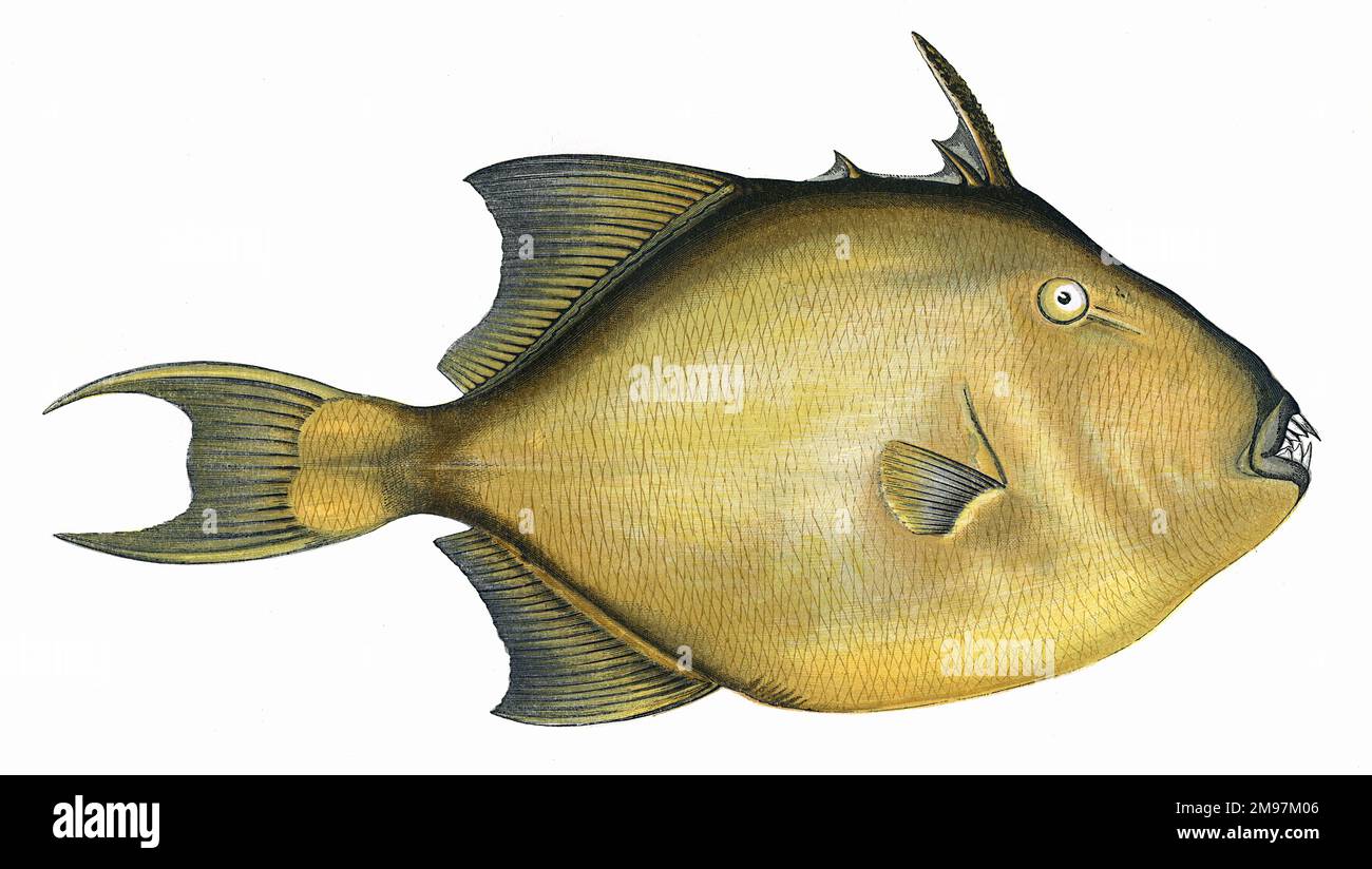 Balistes capriscus, or Grey Triggerfish (described here as a Filefish). Stock Photo