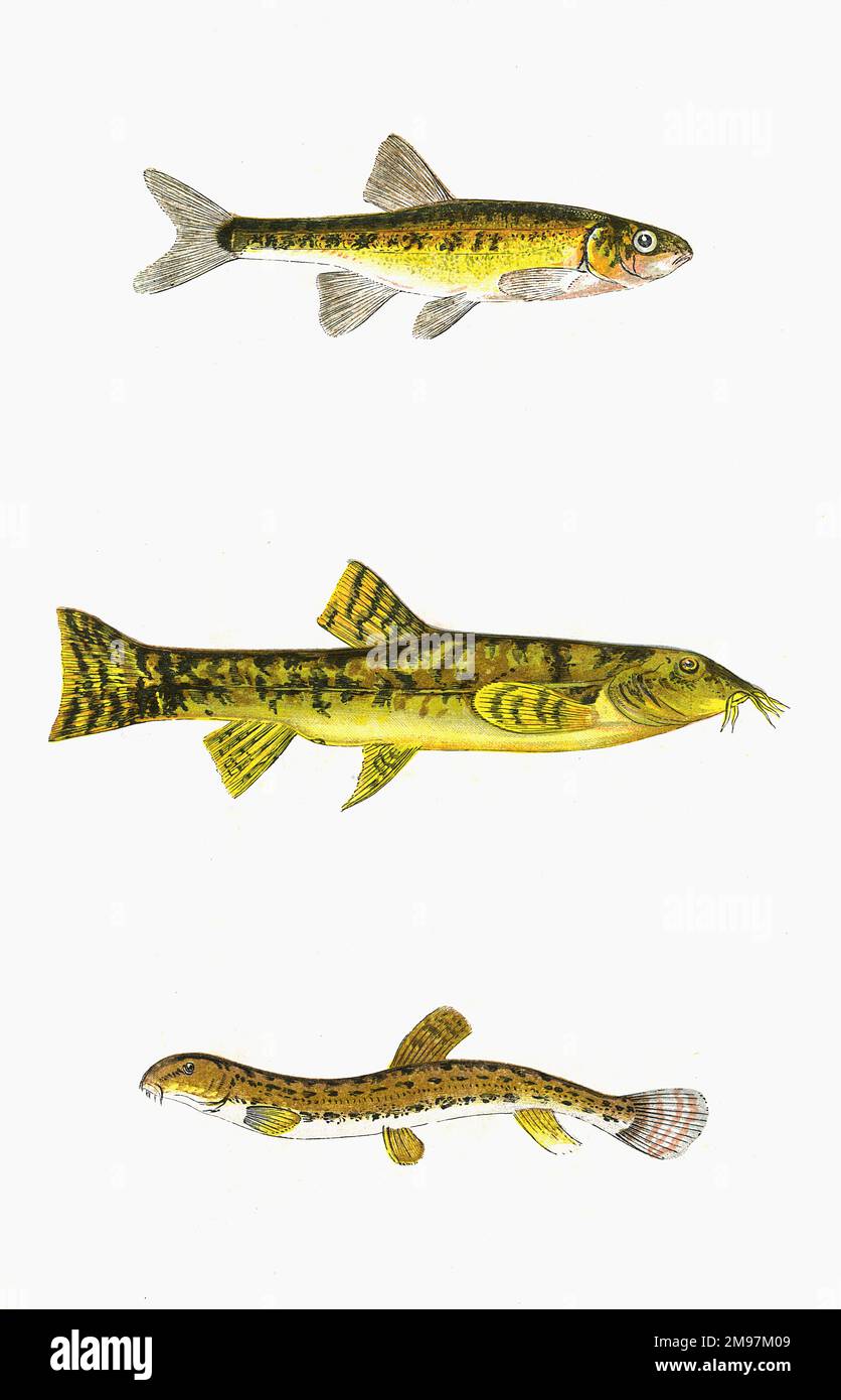 Minnow (Phoxinus phoxinus), also known as Minnis and Pink; Loach or Stone Loach (Barbatula barbatula); and Spined Loach (Cobitis taenia). Stock Photo