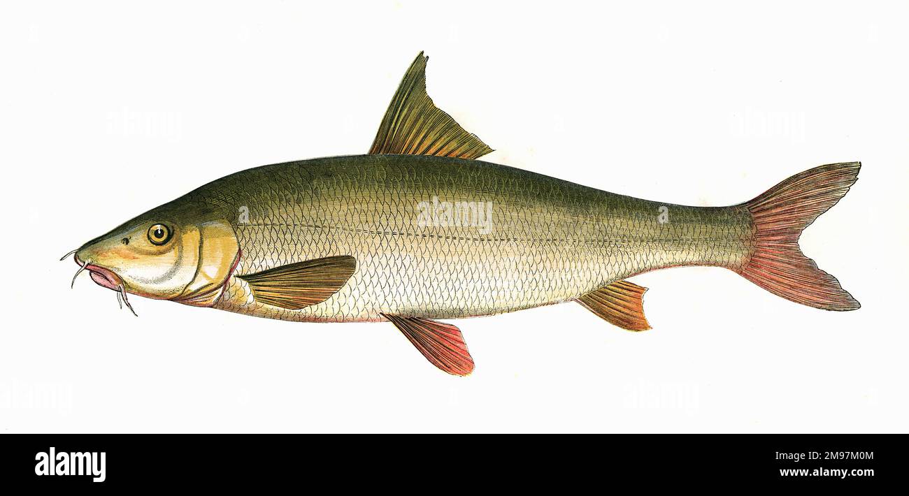 Barbus barbus, or Common Barbel, also known as Barbus. Stock Photo