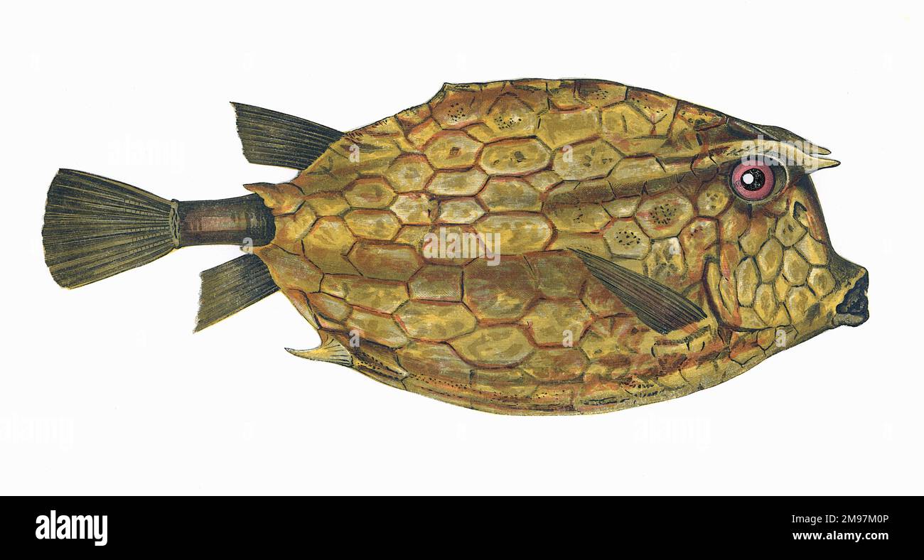 Acanthostracion quadricornis, or Four-Horned Trunkfish. Stock Photo