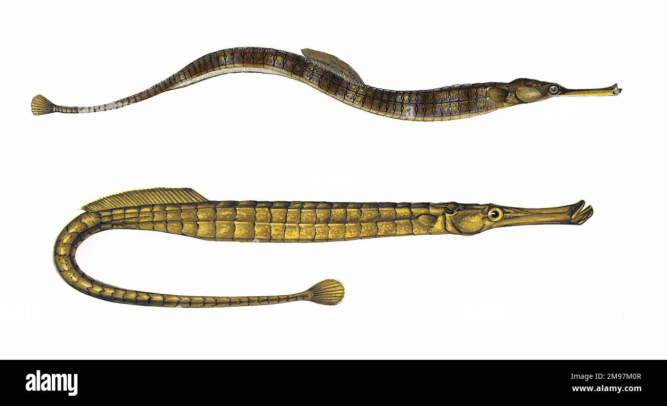 Greater Pipefish (Syngnathus acus) and Broad-Nosed Pipefish (Syngnathus typhle). Stock Photo