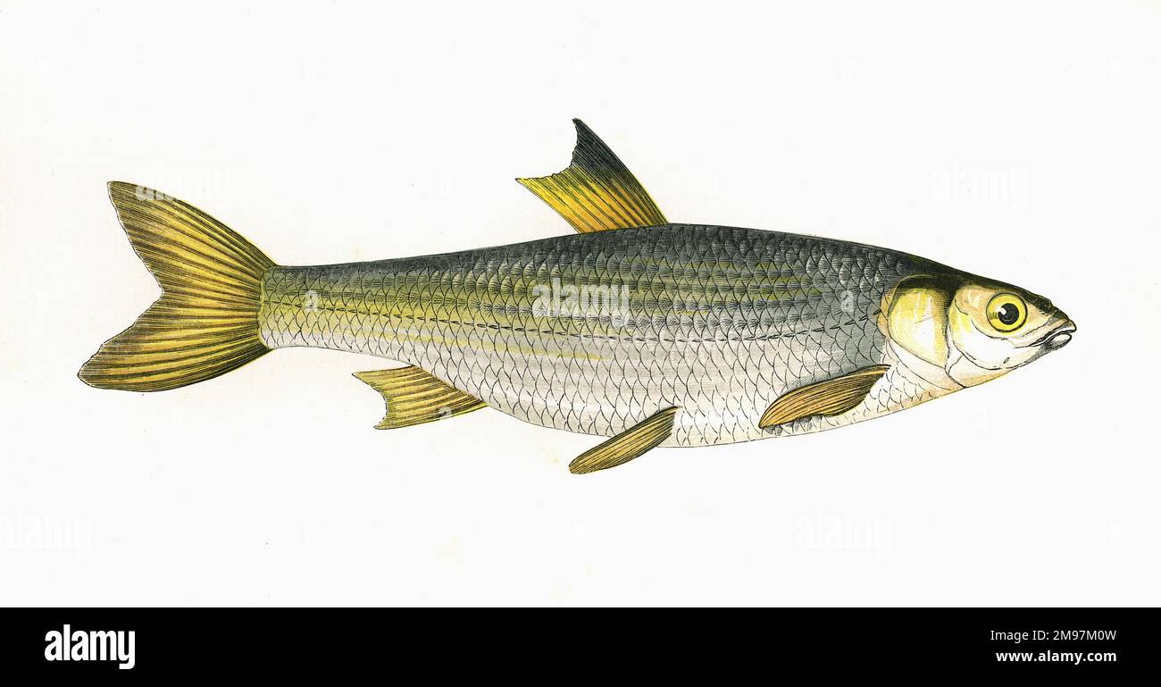 Leuciscus leuciscus, or Common Dace, a freshwater or brackish water fish of the Cyprinidae family. Stock Photo