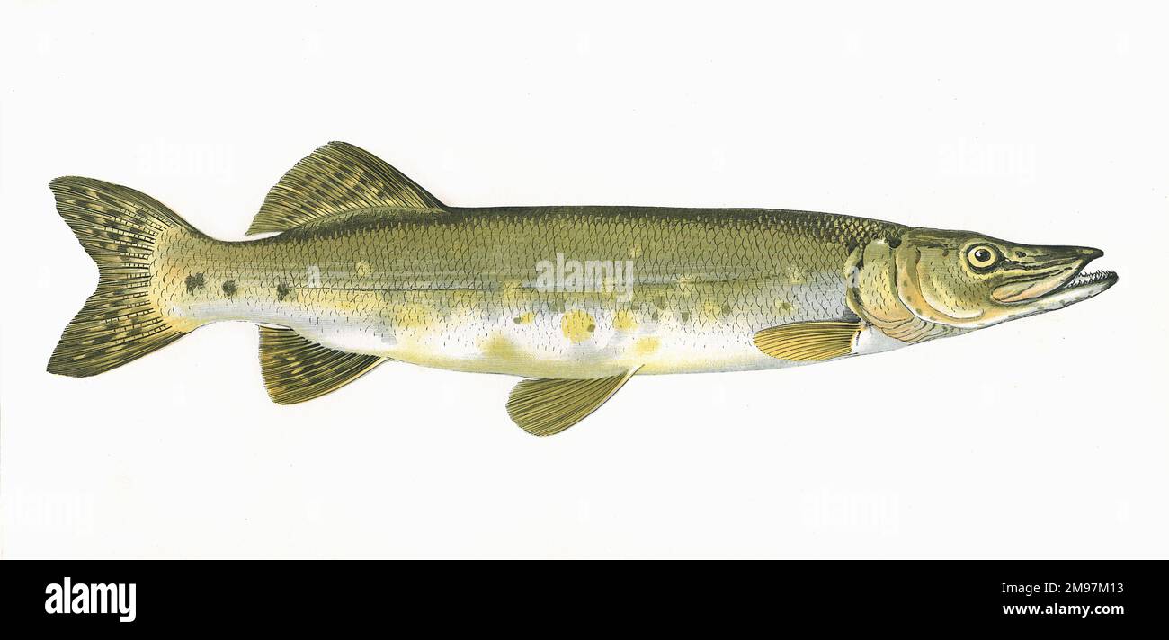 Esox lucius, or Northern Pike, also known as Pike, Jack or Jackfish, a freshwater and brackish water fish. Stock Photo
