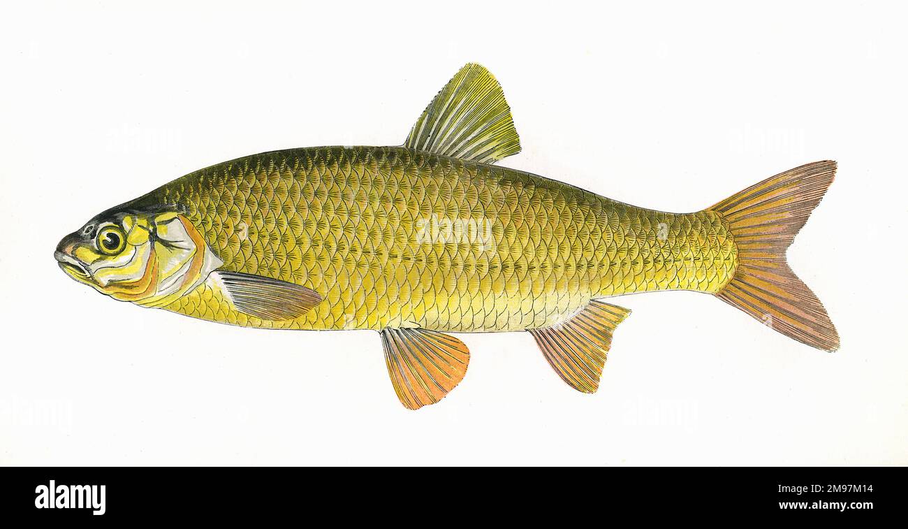 Leuciscus idus, or Ide, also known as Orfe, a freshwater fish of the Cyprinidae family. Stock Photo