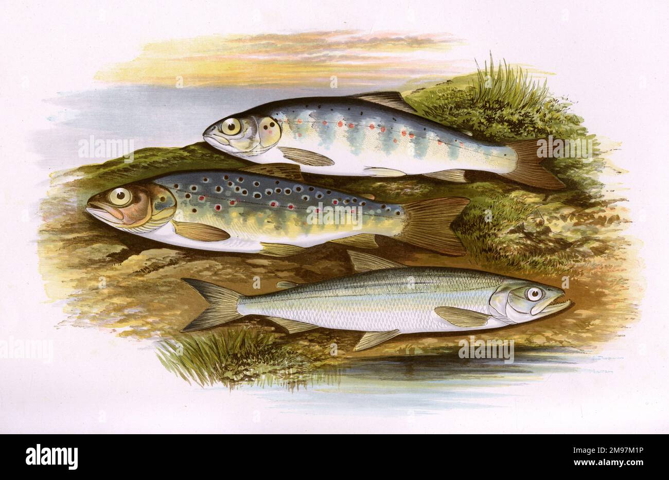 Young Trout (Salmo cambricus or Salmo trutta, also known as Young