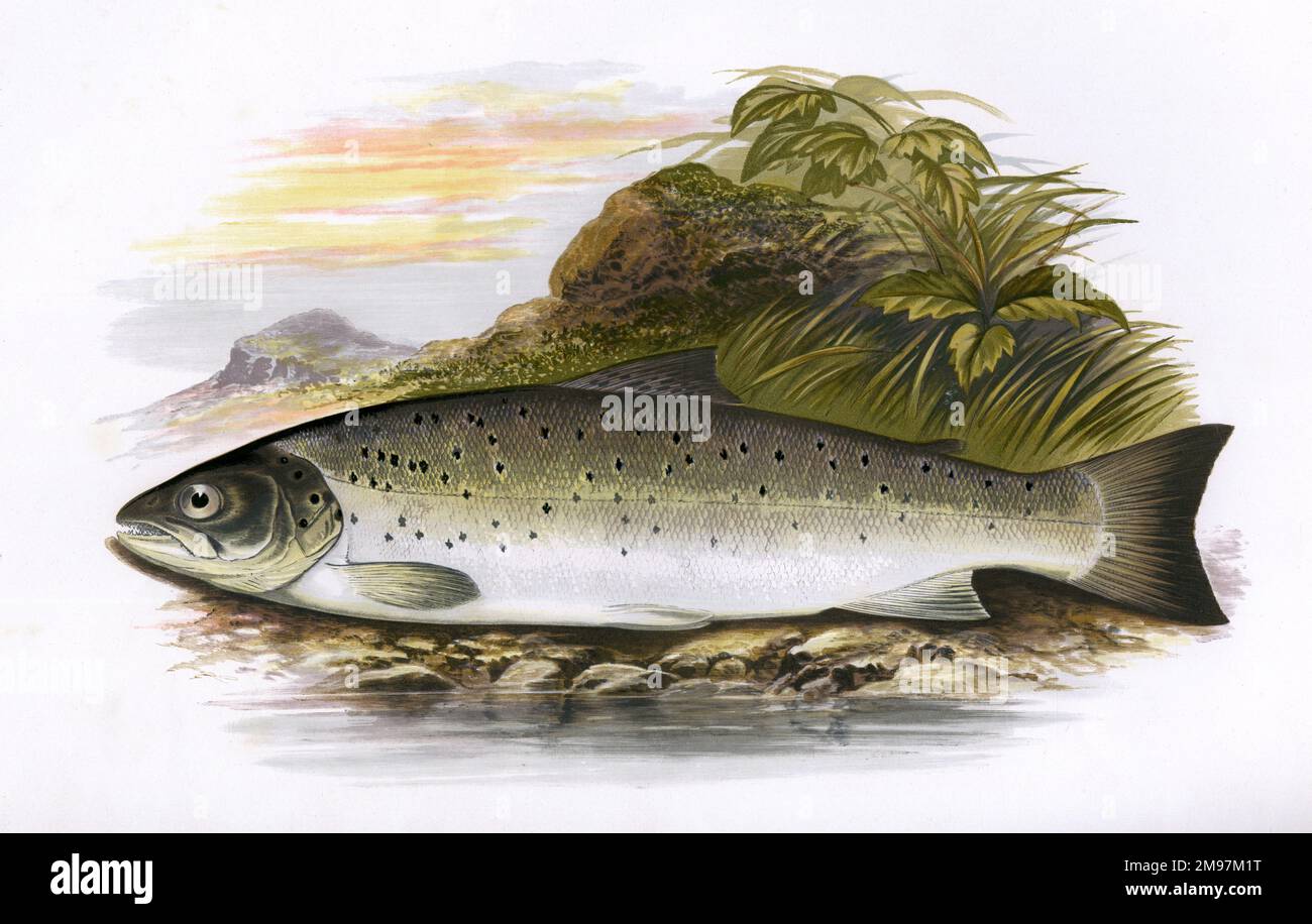 Salmo trutta, or Brown Trout, also known as Salmon Peal, Bull Trout and Sea Trout. This one is described as Galway Sea Trout. Stock Photo