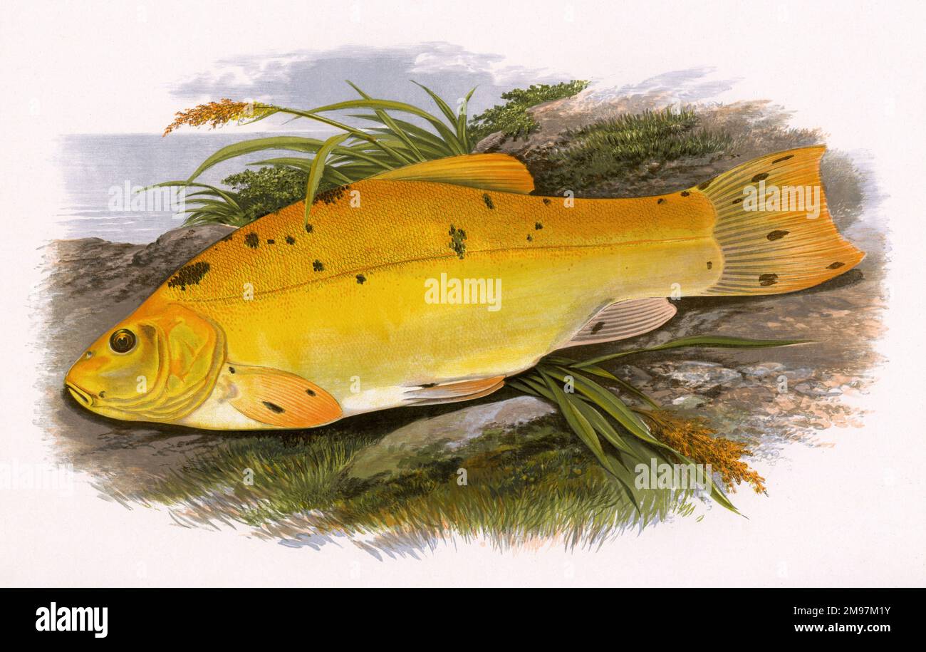 Golden Tench or Schlei, an ornamental, artificially bred variety, popular for fishponds. Stock Photo