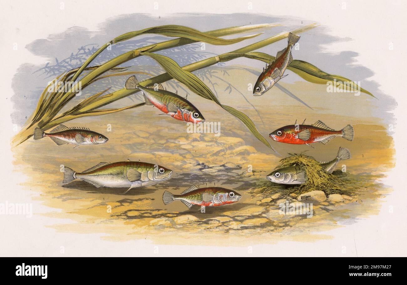 Six types of Stickleback: Rough-Tailed or Three-Spined (Gasterosteus aculeatus, also known as Barnstickle, Banstickle, Sharplin and Pricklefish), Half-Armed (Gasterosteus aculeatus  aculeatus), Smooth-Tailed (Gasterosteus gymnurus), Short-Spined (Gasterosteus aculeatus aculeatus), Four-Spined (Gasterosteus aculeatus aculeatus), and Ten-Spined (Gasterosteus pungitius, also known as Tinker). Stock Photo