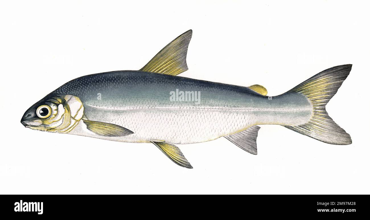 Coregonus pennantii, or Gwyniad, also known as Guiniad, a freshwater whitefish of the Salmonidae family, native to Bala Lake (Llyn Tegid) in north Wales Stock Photo