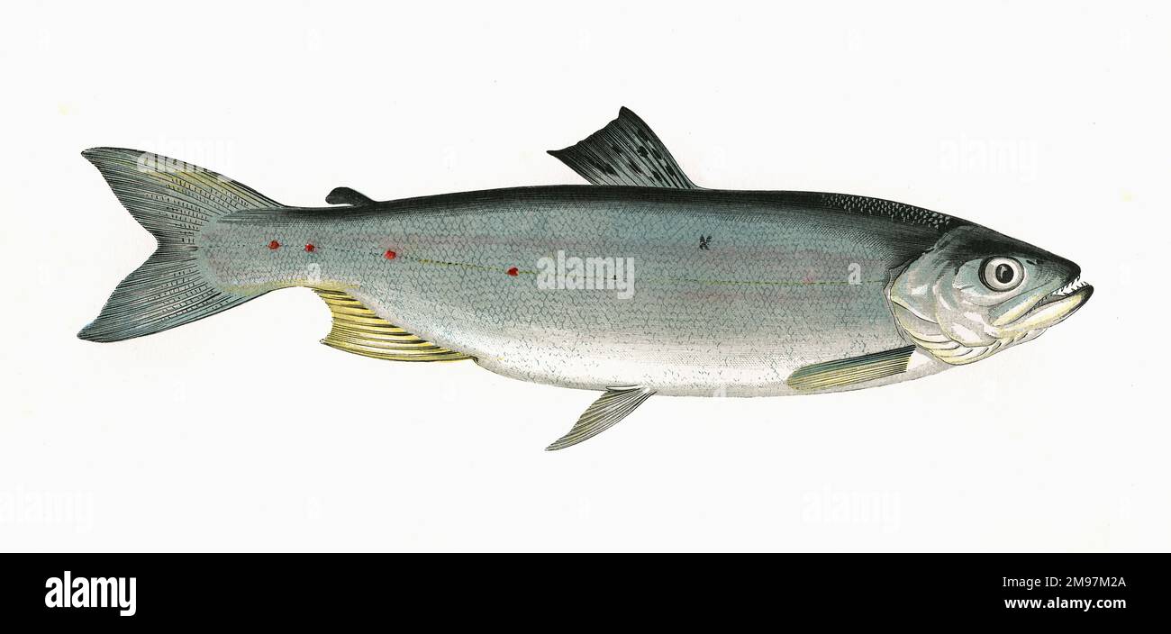 Salmo cambricus (or Salmo trutta), Young Salmon, also known as Silver Salmon, Sea Trout, Sewen and Sewin. Stock Photo