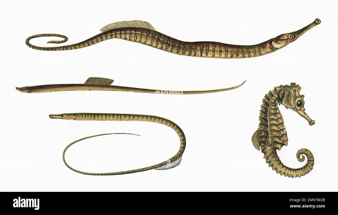 Three types of Pipefish and a Short-Nosed Seahorse (Hippocampus hippocampus).  The Pipefish are: Snake Pipefish (Syngnathus ophidion or Entelurus aequoreus), Worm Pipefish (Syngnathus lumbriciformis or Nerophis lumbriciformis) and Straight-Nosed Pipefish (Syngnathus ophidion or Nerophis ophidion). Stock Photo