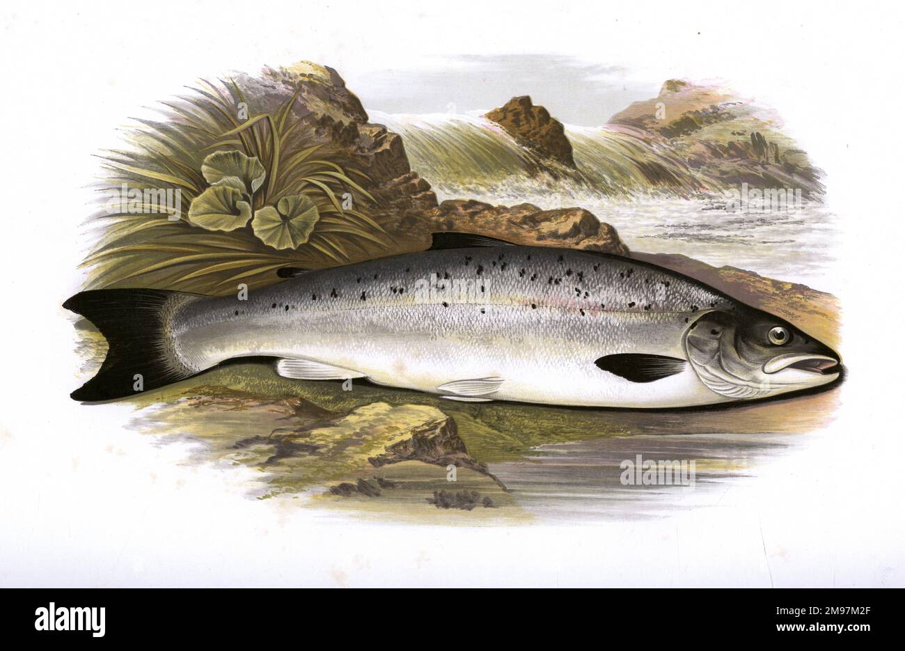 Salmo salar, or Atlantic Salmon, a freshwater and marine variety.  This young salmon is known as a Grilse, which means that it has spent only one winter at sea before returning to the river. Stock Photo