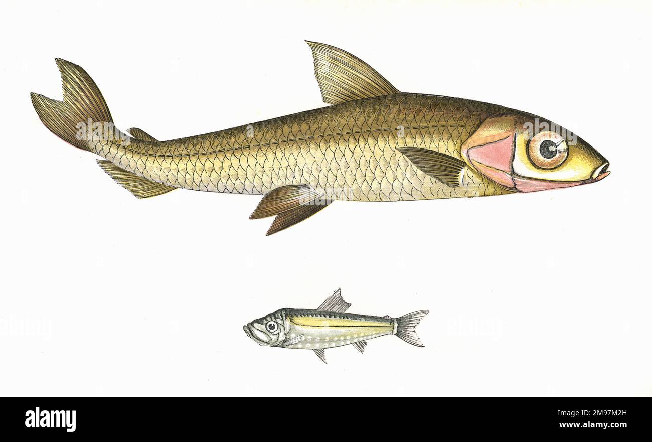 Hebridal Smelt (Argentina sphyraena) and Argentine (Maurolicus, possibly Maurolicus muelleri, also known as Pearlside). Stock Photo