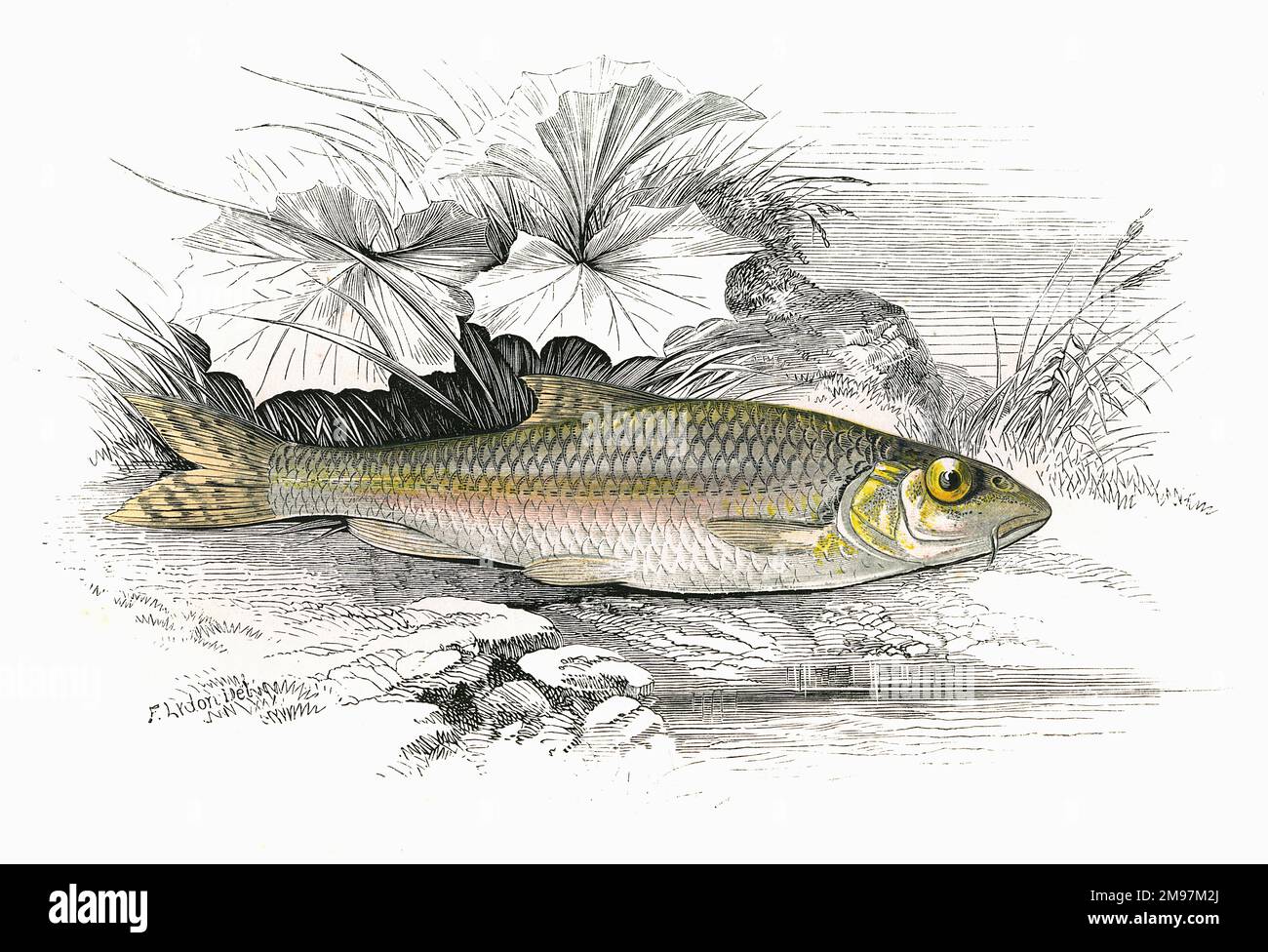 Gobio gobio, or Gudgeon, a freshwater fish. Stock Photo