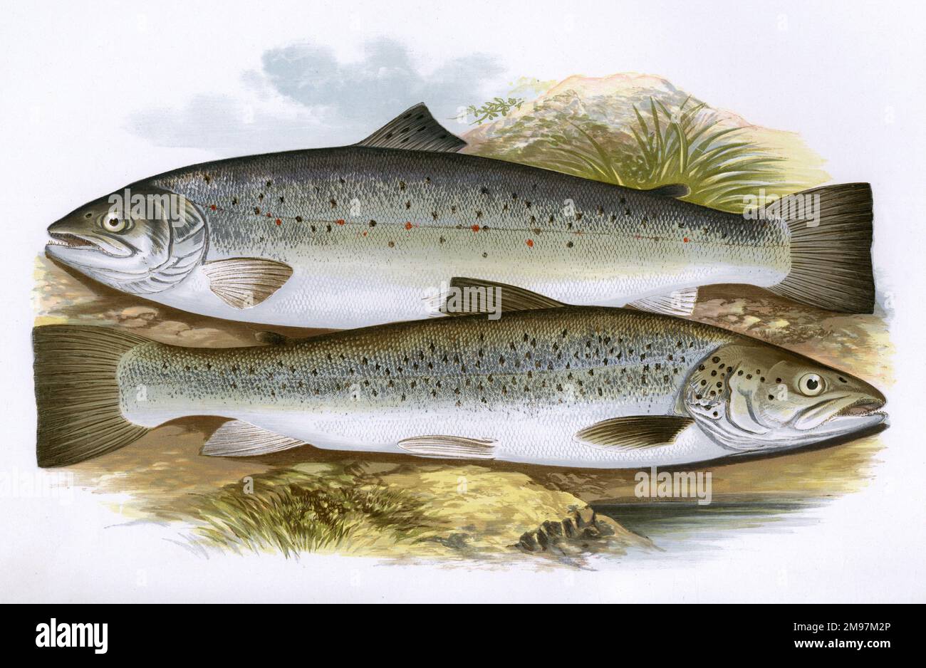 Short-Headed Salmon (Salmo trutta trutta) and Silvery Salmon (Salmo schiefermuelleri). Stock Photo
