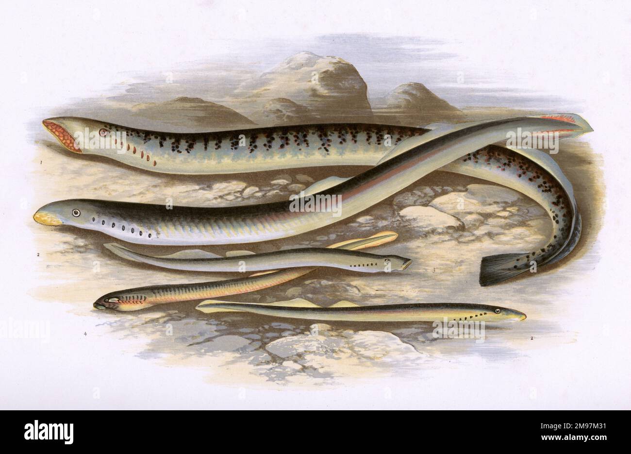 Sea Lamprey (Petromyzon marinus), Lampern (Lampetra fluviatilis or European River Lamprey), Planer's Lamprey (Petromyzon planeri), and Pride (Lampetra fluviatilis or Petromyzon branchialis, also known as European River Lamprey, Mud Lamprey and Blind Lamprey). Stock Photo