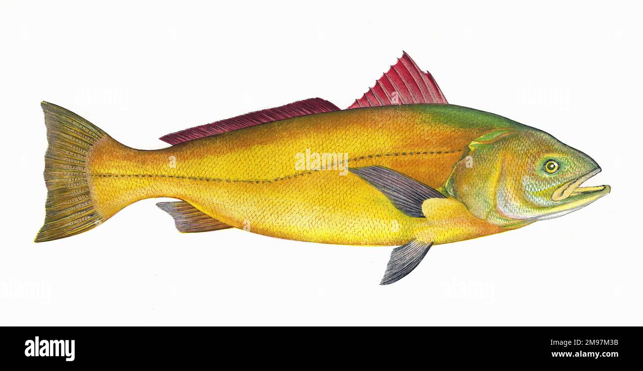 Sciaena, a warm water marine fish, this rather colourful one caught at Looe, Cornwall. Stock Photo