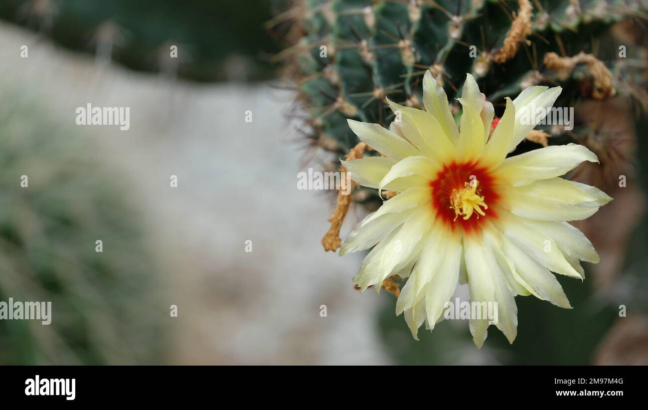 Closeup of a blooming yellow cactus flower, with many thin yellow petals, and red color in the center of the flower. Stock Photo