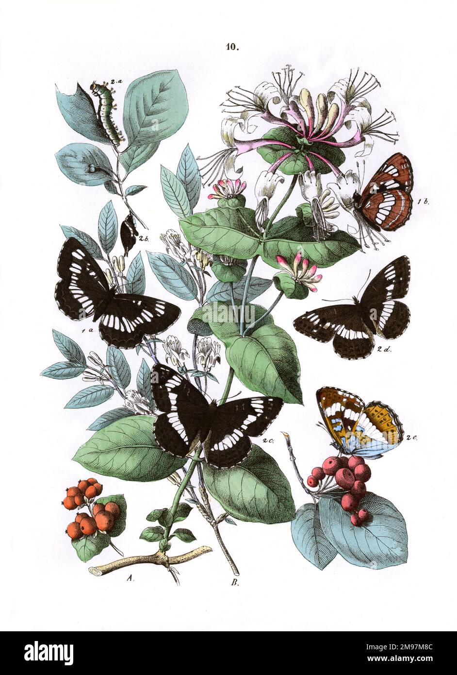 Illustration, Nymphalidae -- Neptis Lucilla, Limenitis Sibylla.  The plants are Perfoliate Honeysuckle (Lonicera Caprifolium) and Common Honeysuckle (Lonicera Xylosteum). Stock Photo