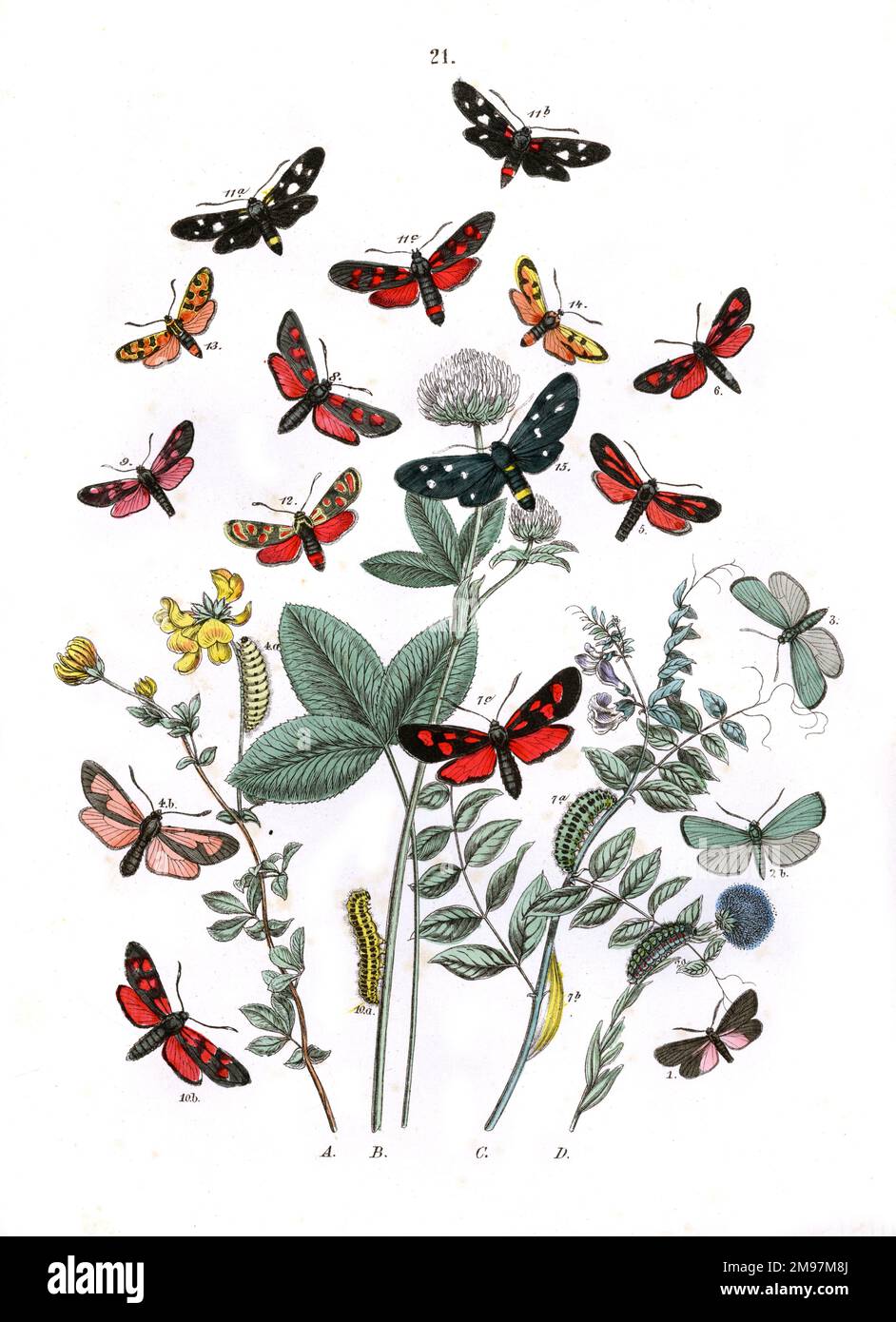 Illustration, Zygaenidae -- Syntomidae -- Aglaope Infausta, Ino Globulariae, Ino Statices, Zygaena Minos, Zygaena Scabiosae, Zygaena Achilleae, Zygaena Lonicerae, Zygaena Trifolii, Zygaena Meliloti, Zygaena Filipendulae, Zygaena Ephialtes (variety Coronillae), Zygaena Ephialtes (type), Zygaena Ephialtes (variety Peucedani), Zygaena Carniolica, Zygaena Fausta, Zygaena Laeta, Syntomis Phegea.  The plants are Common Birdsfoot Trefoil (Lotus Corniculatus), Mountain Trefoil (Trifolium Montanum), Bush Vetch (Vicia Sepiuim) and Globularia Vulgaris. Stock Photo