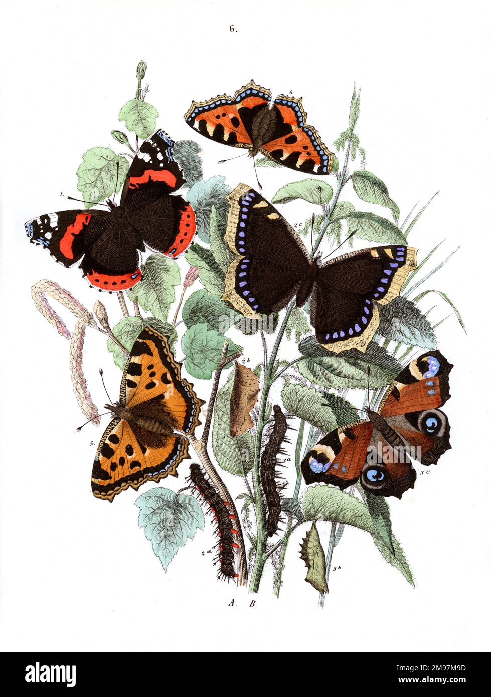 Illustration, Nymphalidae -- Vanessa Atalanta, Vanessa Antiopa, Vanessa Io, Vanessa Urticae, Vanessa Polychloros.  The plants are Birch (Betula Alba) and Stinging Nettle (Urtica Dioica). Stock Photo
