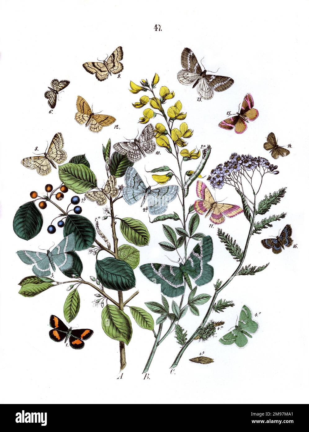 Illustration, Dendrometridae -- Phytometridae -- Psodos Quadrifaria, Pseudoterpna Pruinata, Geometra Papilionaria, Phorodesma Smaragdaria, Nemoria Vernaria, Acidalia Humiliata, Acidalia Virgularia, Acidalia Aversata, Acidalia Emarginata, Acidalia Immutata, Pellonia Vibicaria, Zonosoma Trilinearia, Anisopteryx Aescularia, Minoa Murinata, Lythria Purpuraria, Eupithecia Rectangulata.  The plants are Buckthorn (Rhamnus Frangula), Cytisus Nigricans and Yarrow (Achillea Millefolium). Stock Photo