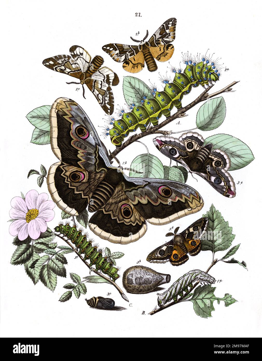 Illustration, Saturniidae -- Endromis Versicolora, Saturnia Pyri ...