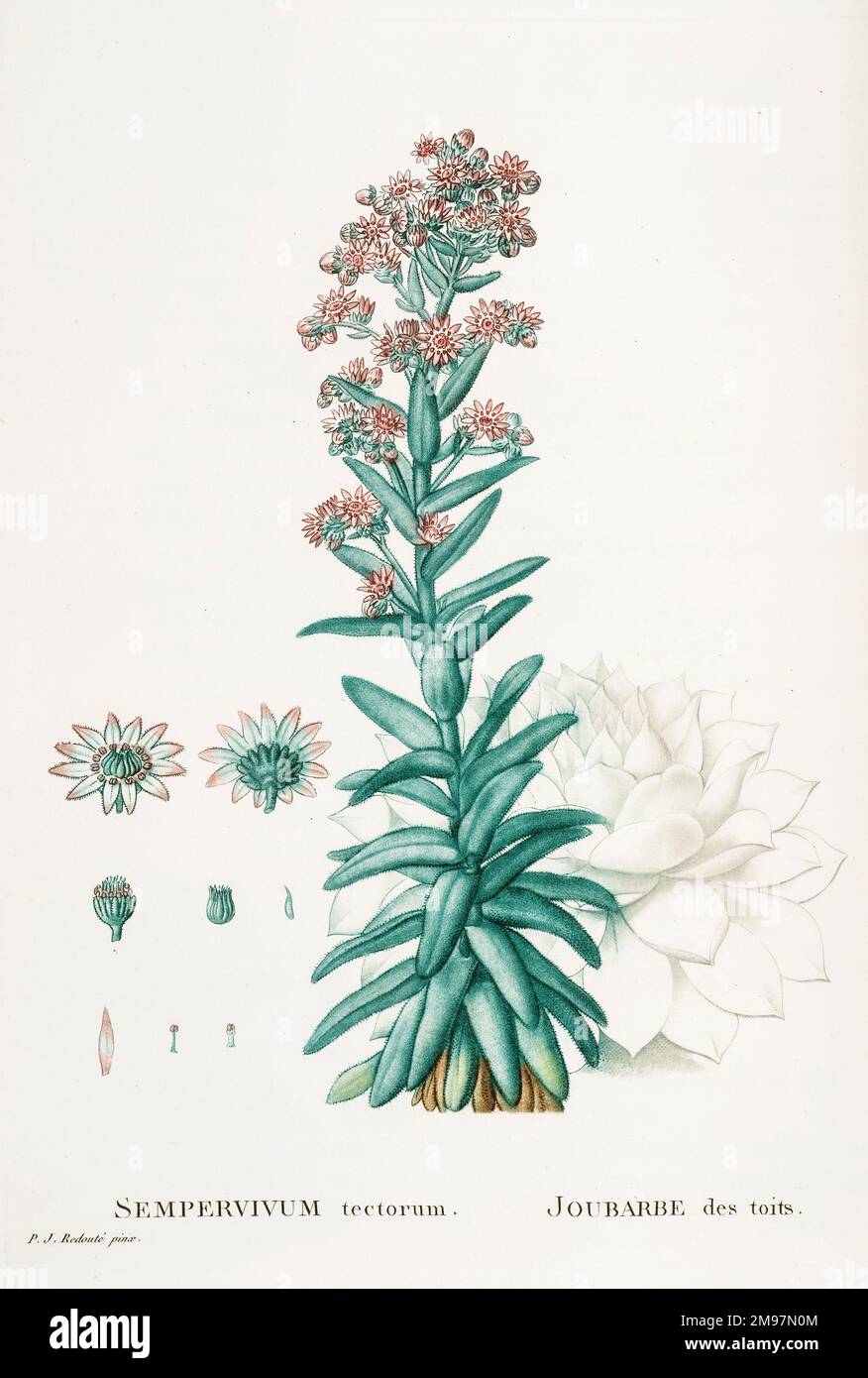 Sempervivum tectorum or common houseleek. Illustration from Augustin Pyramus de Candolle, Plantarum succulentarum historia  (vol. 1) Stock Photo