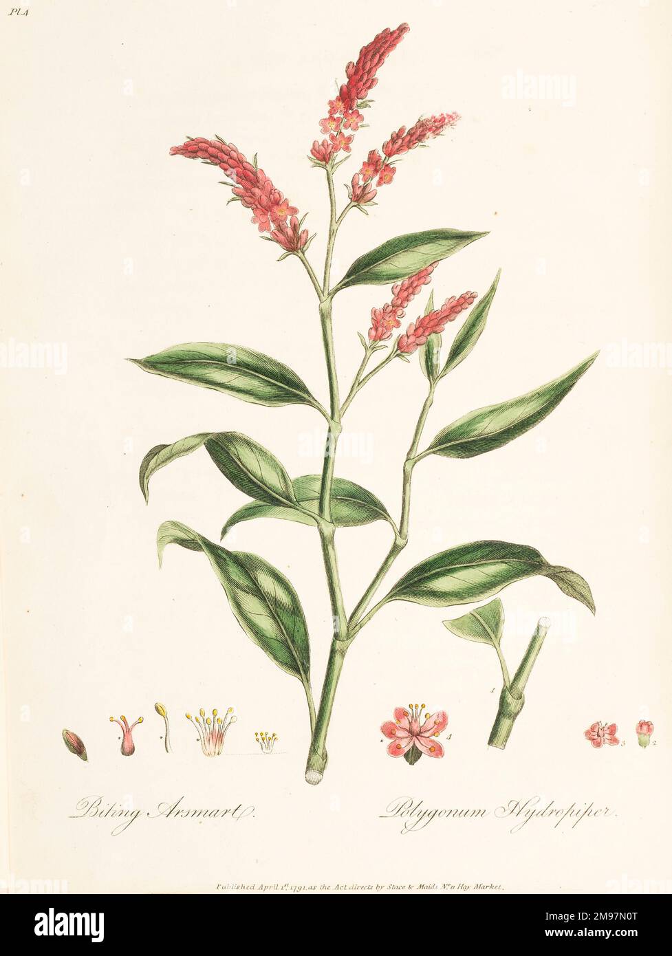 Biting Arsmart, Polygonum hydropiper. Copperplate illustration from Edward Baylis, A new and compleat body of practical botanic physic from the medicinal plants of the vegetable kingdom, Vol. 1 Stock Photo