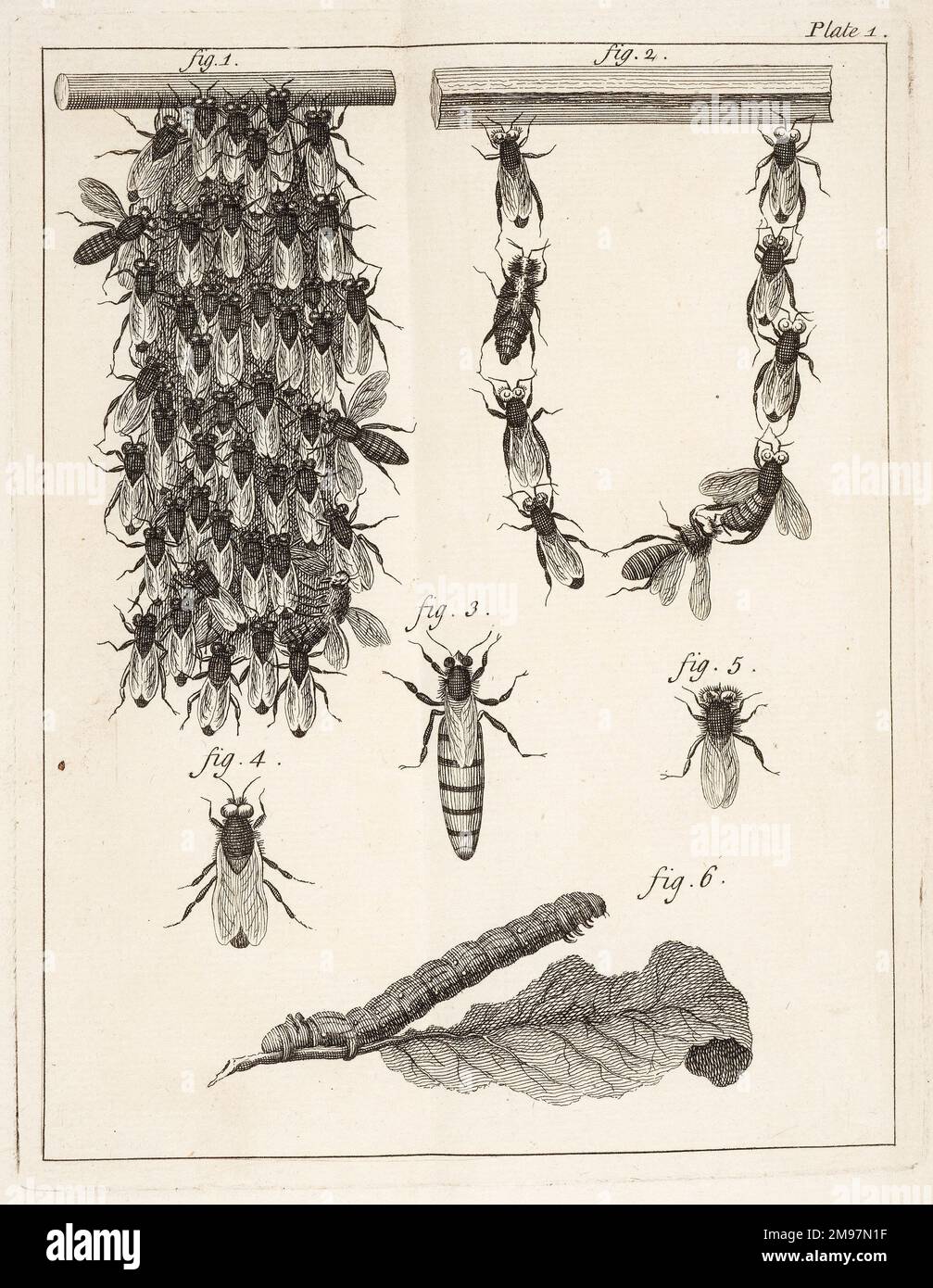 Beehives, queen bees, and worker bees. Illustration from Gilles August Bazin, The natural history of bees. Stock Photo