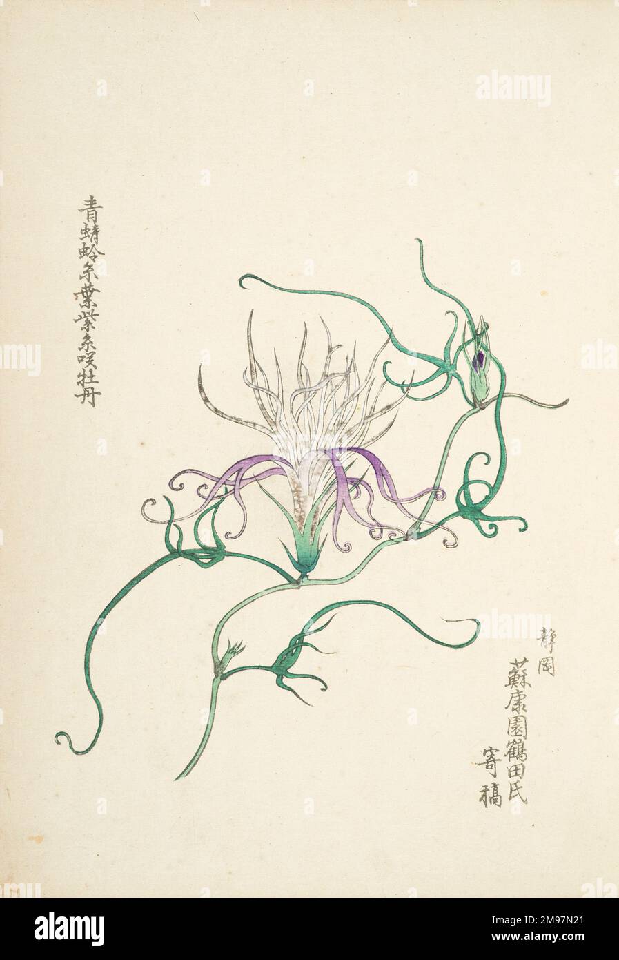 Japanese Morning Glory (3). Illustration From Bunjiro Fujisawa, Morning 