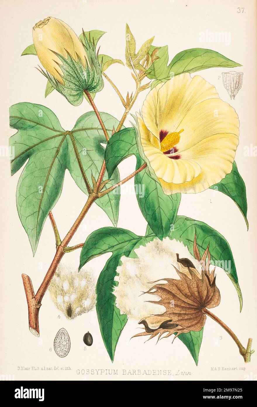 Sea Island Cotton, Gossypium barbadense. Colour plate by David Blair, F.L.S., from Robert Bentley and Henry Trimen, Medicinal Plants Vol 1 (Nos. 1-69) Ranunculace to Anacardiaceæ Stock Photo