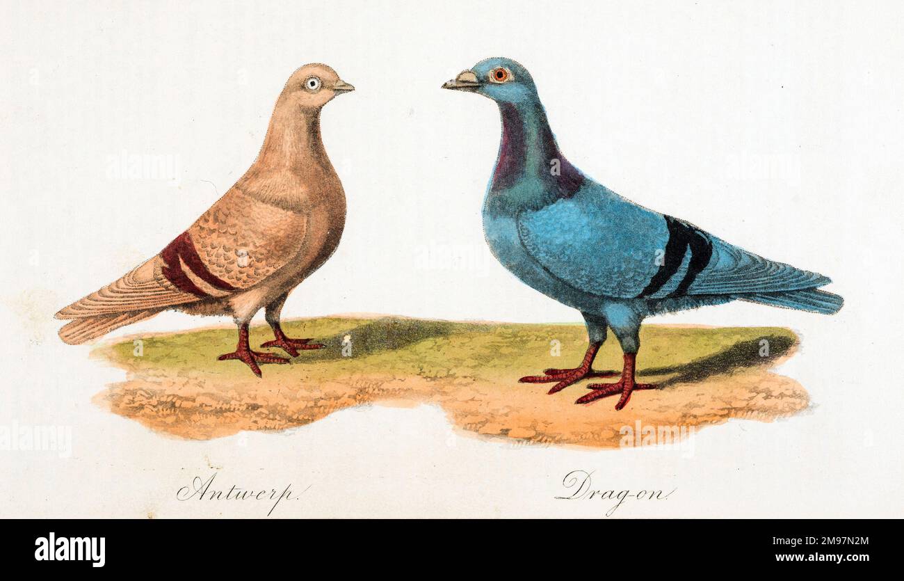 Pigeons: Antwerp, Dragon. Illustration from John Matthews Eaton, A treatise on the art of breeding and managing, tame, domesticated and fancy pigeons. Stock Photo