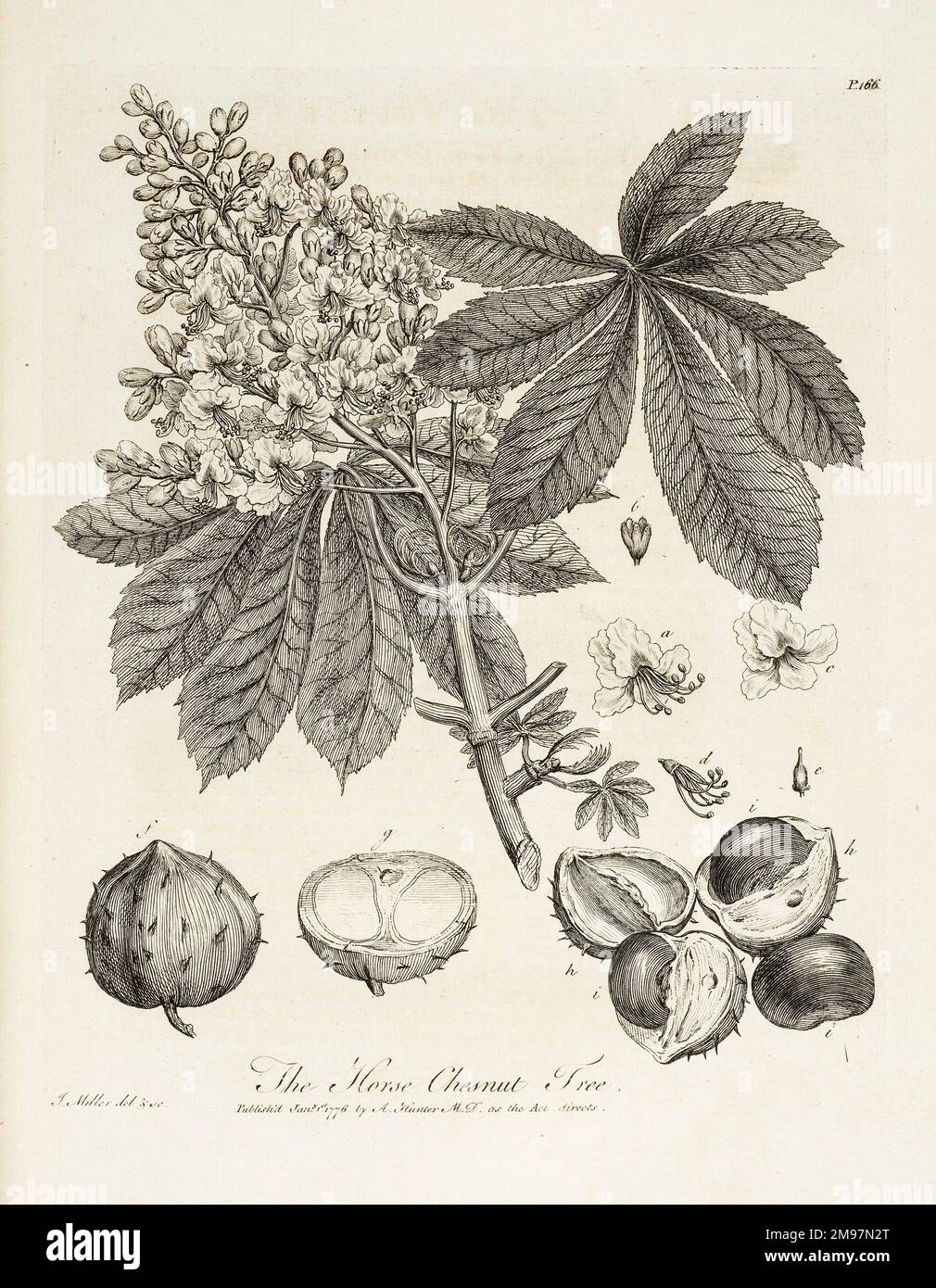 Horse chestnut tree; 'Horse-Chesnut tree'. Engraving by John Miller, from John Evelyn, Silva; or, A discourse of forest-trees.Page 166. Stock Photo