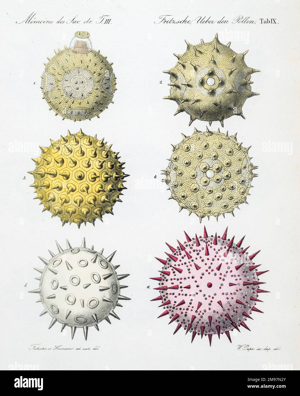 Pollen grains from various plants. Chromolithograph from Julius