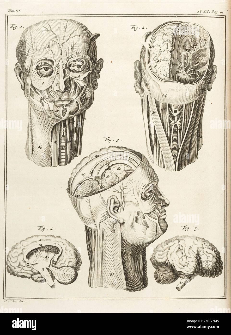 External and internal parts of the human head. Engraving by J. vander Schley, from Pierre de Hondt, Histoire Naturelle generale et particuliere avec la description du Cabinet du Roy. Pl. IX, Volume III. Stock Photo