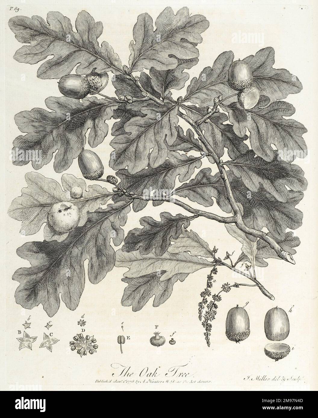 Oak tree: branch and constituent parts. Engraving by John Miller, from John Evelyn, Silva; or, A discourse of forest-trees.Page 69. Stock Photo