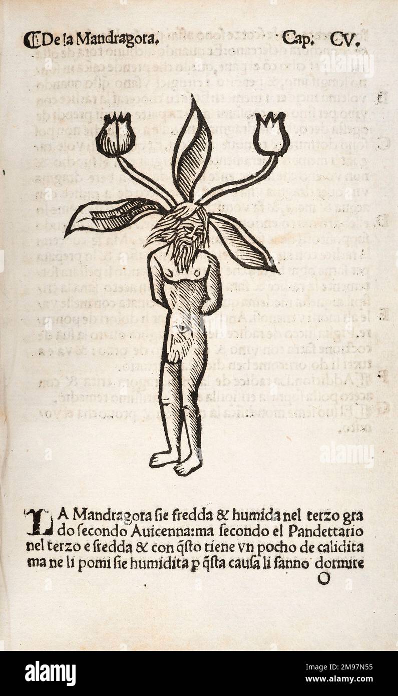 23 Ilustrações de The Mandrake - Getty Images