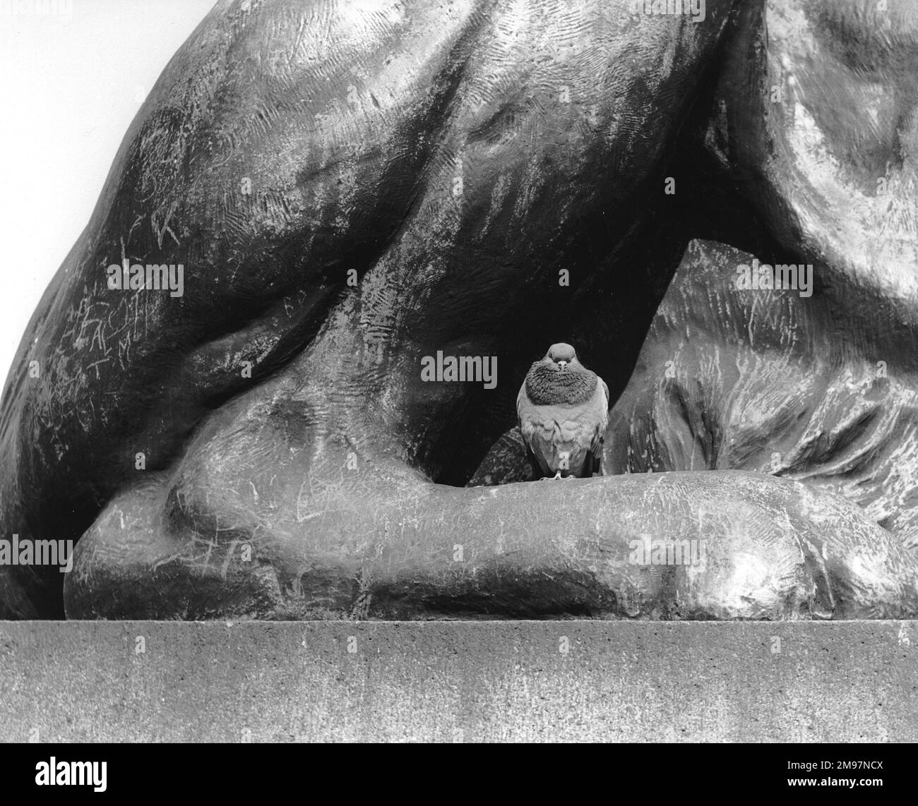 Pigeon having a rest on one of the lion statues, Trafagdar Square, London. Stock Photo