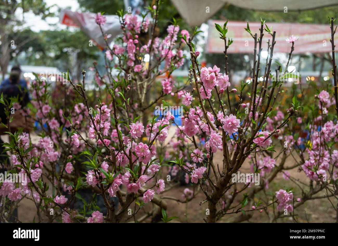 Pink cherry blossom on a tree for sale at a Tet (lunar new year) market