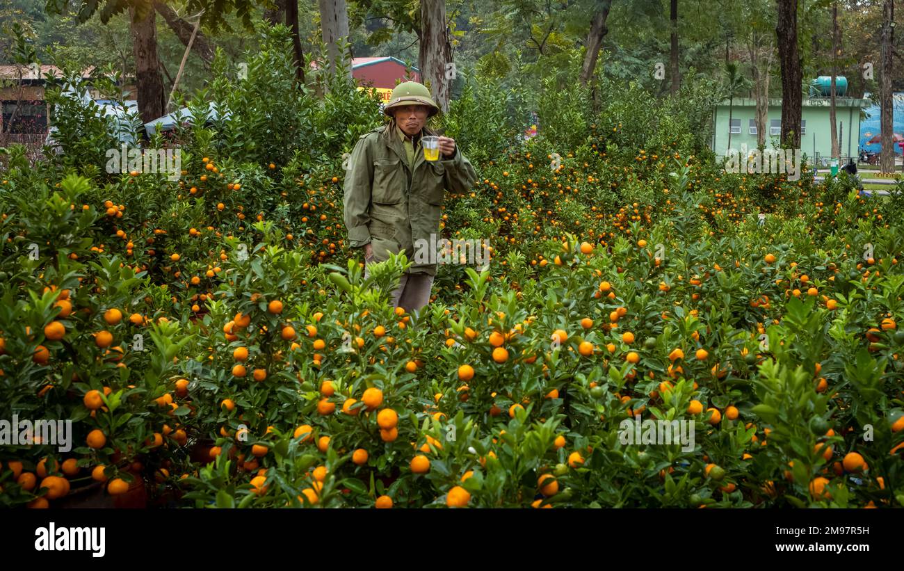 A trader at a lunar new year (Tet) market sells traditional kumquat trees in Hanoi, Vietnam. Kumquat trees are traditional decorations in the home at Stock Photo