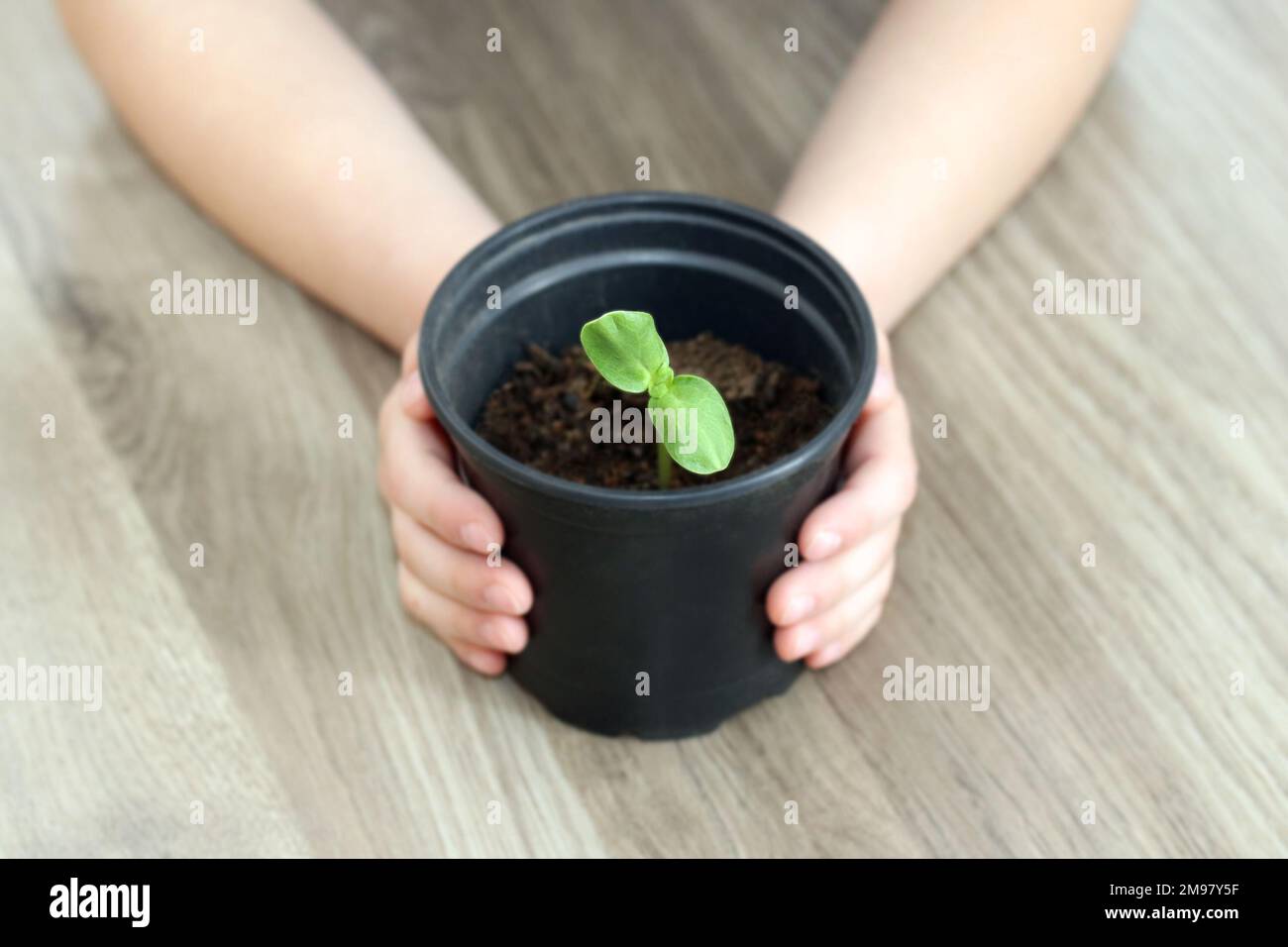 A young pea sprout is growing in a plant pot. A child's hands hold the pot. A dicot seedling with two cotyledons. Sprout with the first two leaves. Stock Photo