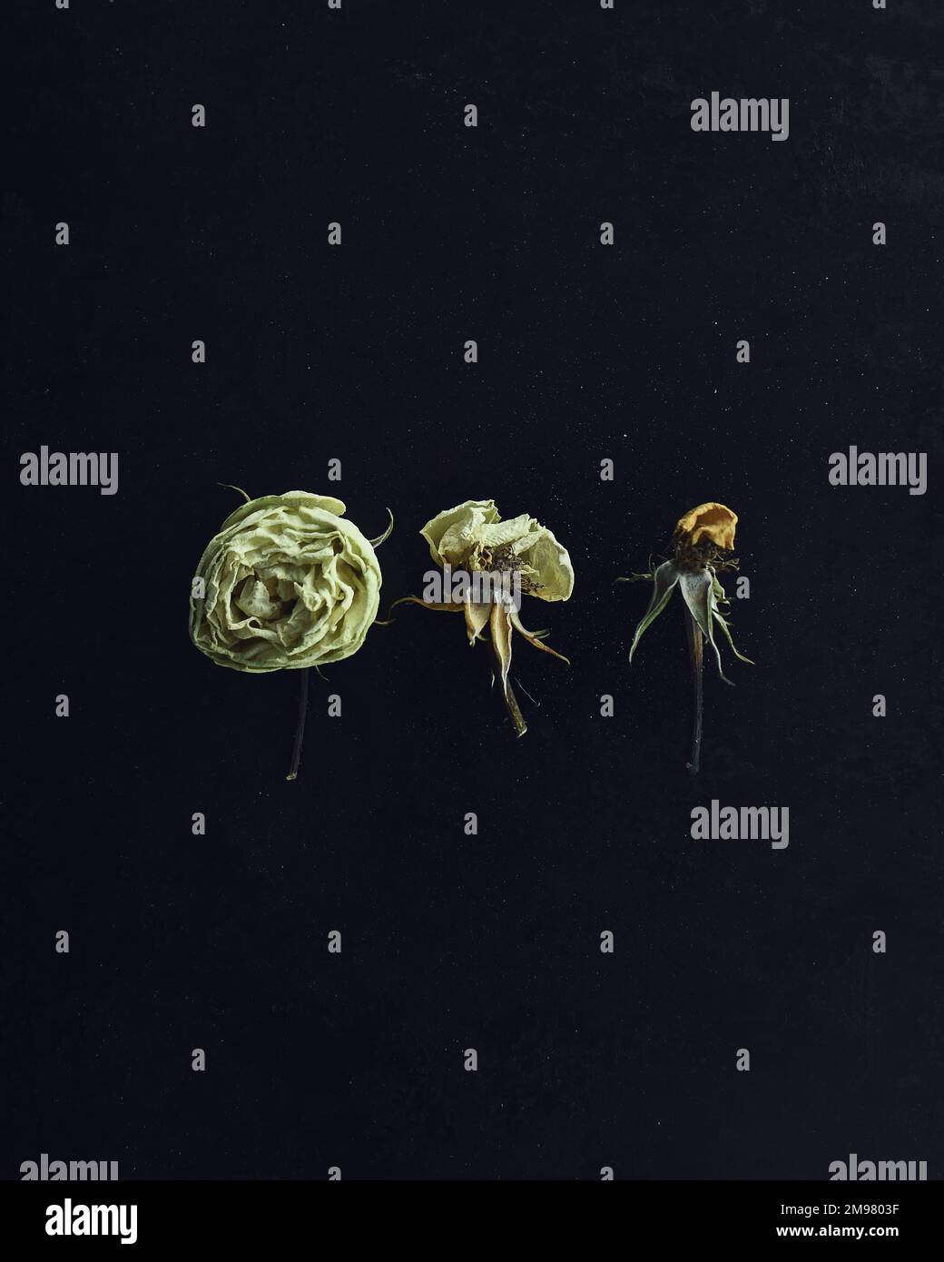 Decaying White Roses Row of three white roses in varying stages of decay on a black Stock ...