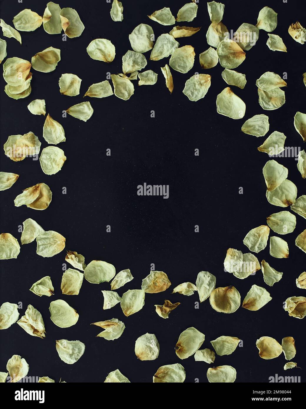Scattered white dried white rose petals in a circle on a black ...