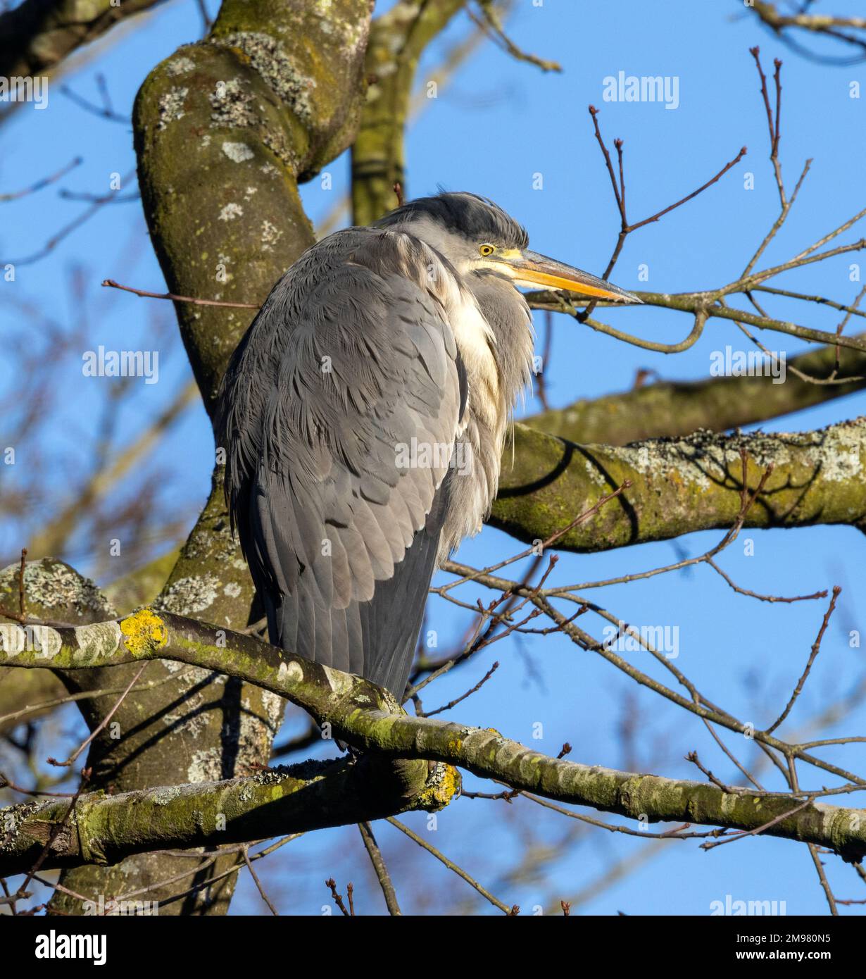 A Grey Heron suns itself on a cold winters' morning from the vantage of a tree branch. The Grey Heron has one of the widest ranges of the family. Stock Photo