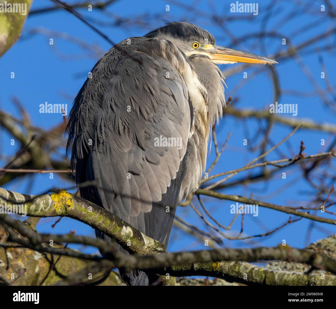 A Grey Heron suns itself on a cold winters' morning from the vantage of a tree branch. The Grey Heron has one of the widest ranges of the family. Stock Photo